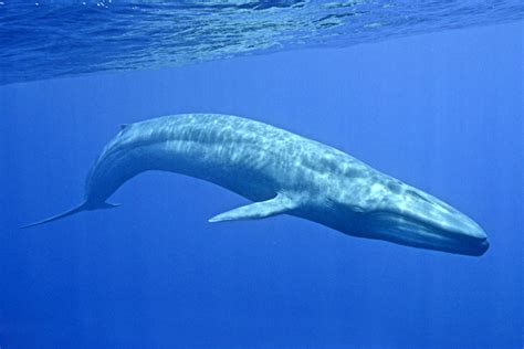 Blue Whale Facts, History, Useful Information and Amazing Pictures