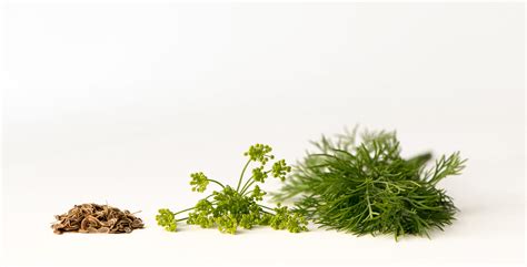 Growing dill from cuttings: 10 Best Tips to grow dill from cuttings