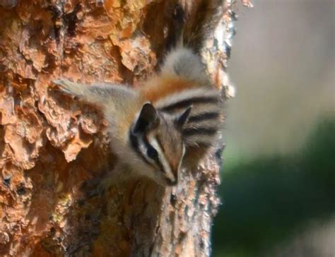 20 Types of Chipmunks: Species, Identification, and Photos