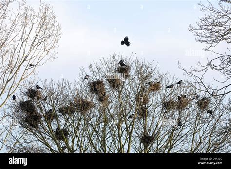 Rook Nest High Resolution Stock Photography and Images - Alamy