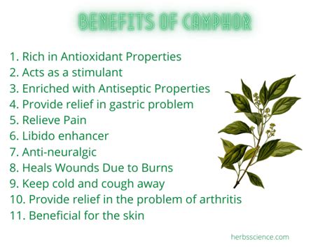 Benefits and Disadvantages of Camphor - Herbs Science