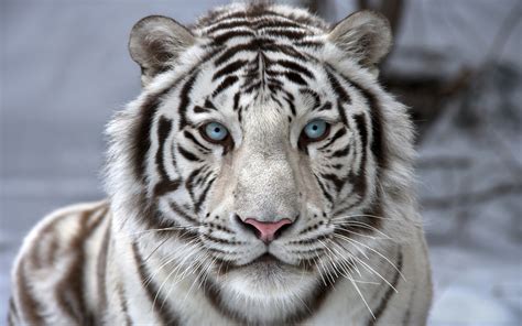 Beautiful White Tiger Wallpaper | Gallery Yopriceville - High-Quality Free Images and ...