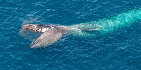 Drone's view of a blue whale feeding - RotorDrone