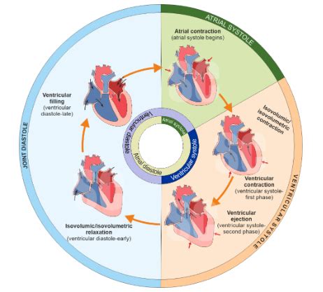 Cardiac Cycle : Atrial Systole, Ventricular Systole & Cardiac Output ...