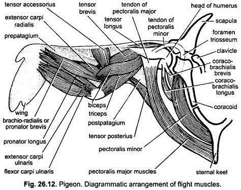 Muscular System of Pigeons (With Diagram) | Chordata | Zoology