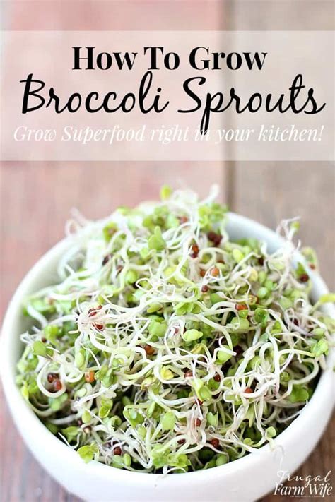 How To Grow Broccoli Sprouts | The Frugal Farm Wife