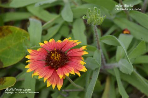 Red And Orange Texas Wildflowers | Best Flower Site