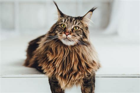 15 Most Popular Maine Coon Colors and Patterns I The Discerning Cat