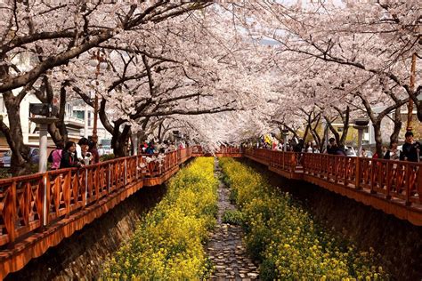 Cherry Blossom in South Korea 2025 - Rove.me