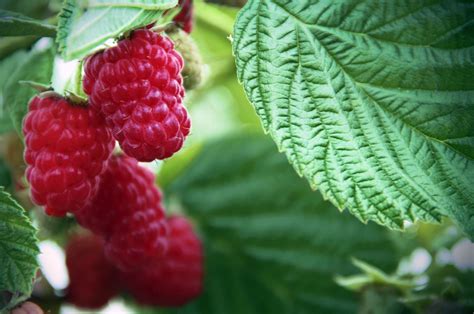 How to Grow and Care for Wild Raspberry Bushes