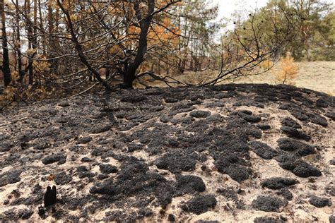 Effects of grass fire on soils. Charred grass after a spring fire. Black surface of the rural ...