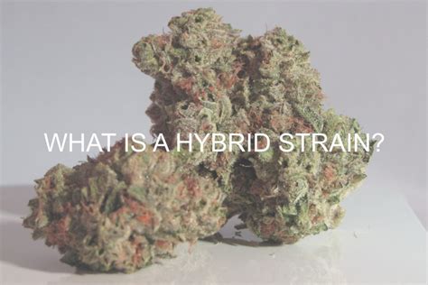 What is a Hybrid Weed Strain and What are the Effects?