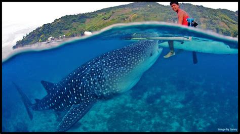 Whale Shark Size Comparison