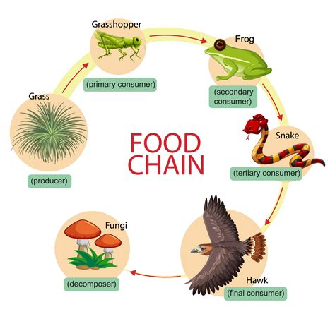 Animal Food Chain Diagram