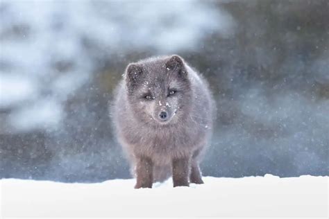 Arctic Fox Adaptations | Habitat and Behavior - All Things Foxes