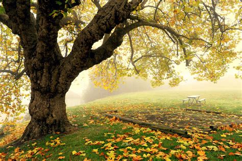 tree, Fog, Autumn, Park, Bench Wallpapers HD / Desktop and Mobile Backgrounds