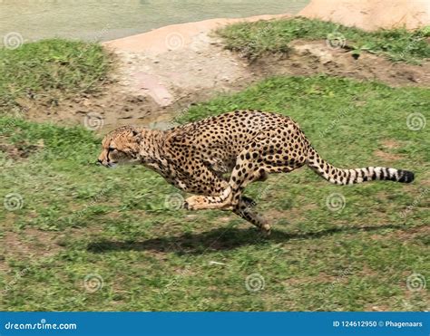 Cheetah Running at Full Speed Acinonyx Jubatus Stock Photo - Image of light, close: 124612950