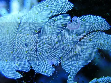 Nassarius Snail Eggs Photo by jski711 | Photobucket