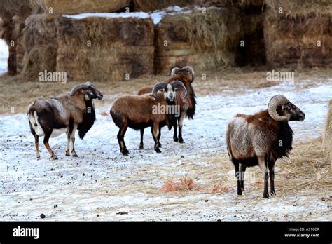 Urial sheep hi-res stock photography and images - Alamy