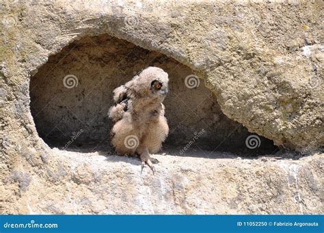 Baby eagle-owl stock photo. Image of animal, fledgling - 11052250