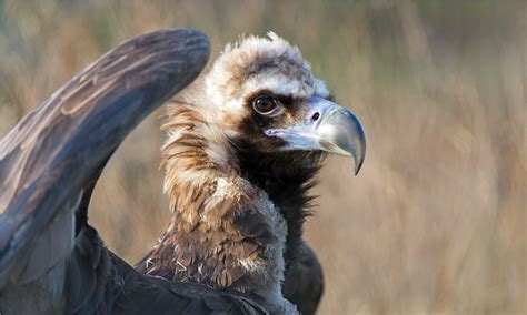 Cinereous Vulture - A-Z Animals