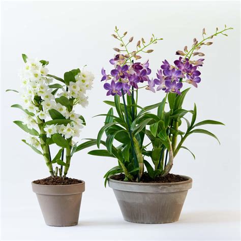 Indoor plants that flower in winter, great to warm up homes