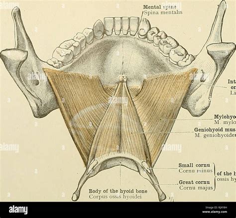 Mandible Bone: Anatomy And Labeled Diagram GetBodySmart, 56% OFF