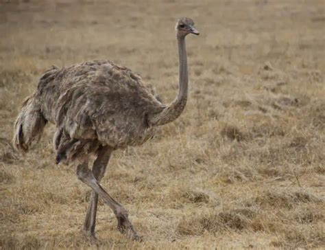 16 Incredible Ostrich Facts about the World's Largest Birds