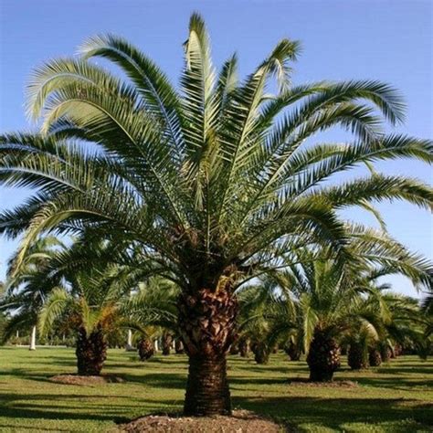 5 Canary Island Date Palm Seeds , Under The Sun Seeds