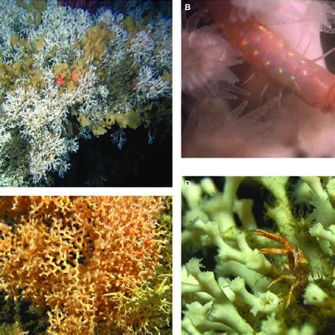 (A) Xenophyophores (Syringammina) at 1250 m, NW Atlantic margin;... | Download Scientific Diagram