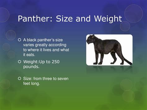 Endangered animals panther