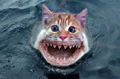 Funny Pictures Gallery: Catfish information, catfish recipe, catfish species, catching catfish