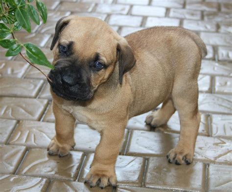 Boerboel Puppies