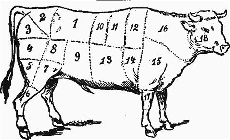 Cow Meat Chart, Anatomy & Diagram of Cow Parts