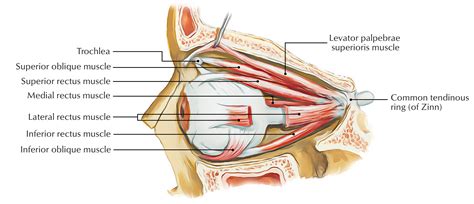 Easy Notes On 【Extraocular Muscles】Learn in Just 4 Minutes!