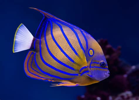 Beautiful Saltwater Fish for Aquariums | Livestock Management | The Algae Lab - AlgaeBarn