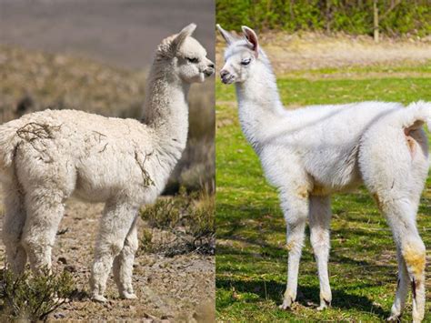 Alpaca vs Llama. What's the difference? | Critter Science