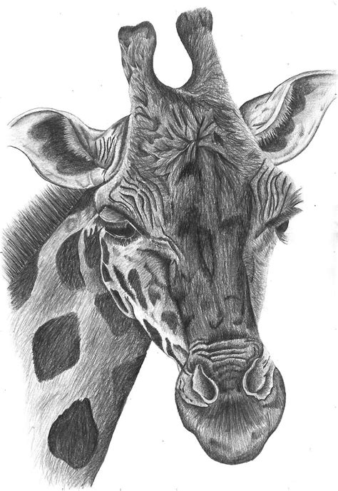 giraffe pencil drawing by Bethany-Grace on DeviantArt