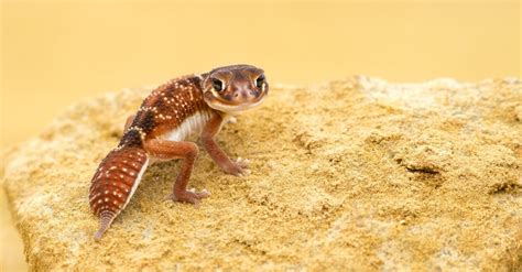 Australian Gecko Pictures - AZ Animals