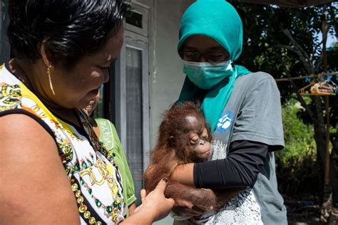 Baby Orangutan Is So Relieved To Finally Be Safe - The Dodo