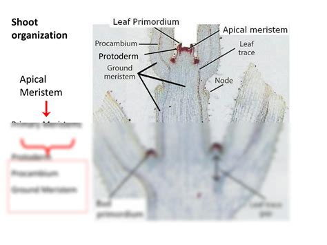 SOLUTION: Shoot and root apical meristem development - Studypool