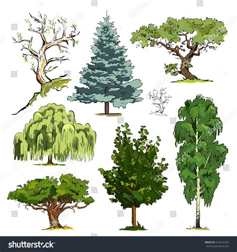 Forms of tree crowns | Tree, Vector images, Cactus plants