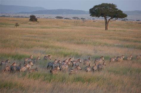 On Safari in Tanzania with Four Seasons