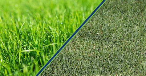 Perennial Ryegrass vs Kentucky Bluegrass Comparison