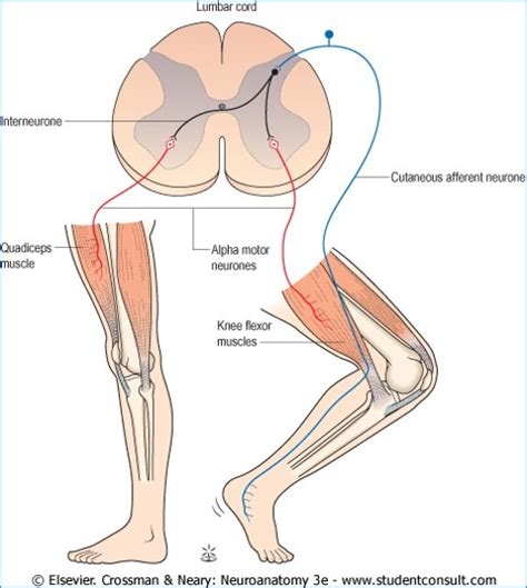 6 - Crossed Extensor Withdrawal Reflex Diagram | Quizlet