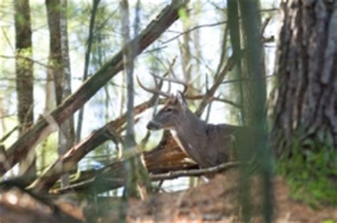 Whitetail Deer Hunting Tips