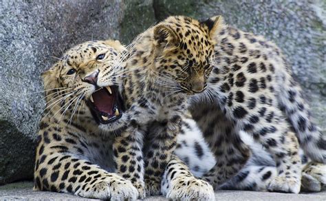 Leopard Cubs