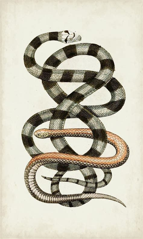 Antique Snakes I Painting by Vision Studio - Pixels