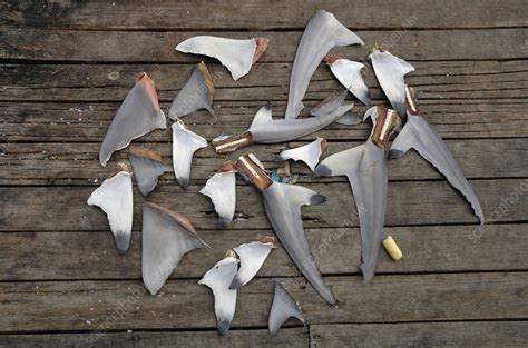 Shark fins, Malaysia - Stock Image - C006/9248 - Science Photo Library