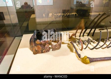 Skeleton of Turkana boy KNM-WT 15000 on display in glass case, Nairobi National Museum, Nairobi ...